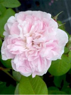 Rose des peintres 'Fantin Latour'