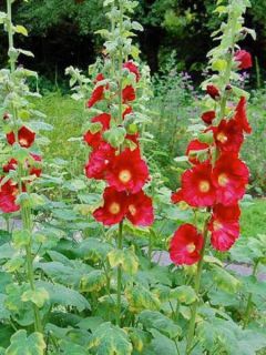 Rose trémière 'Mars Magic'