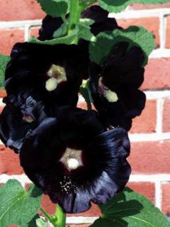 Rose Trémière noire, Alcea rosea Nigra