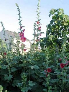 Rose trémière Majorette Mixed 