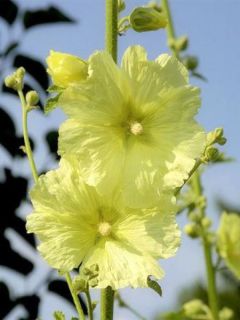 Rose trémière rugosa