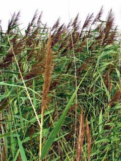Phragmites autralis - Roseau commun