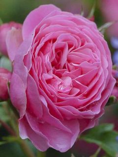 Rosier à fleurs groupées Berleburg