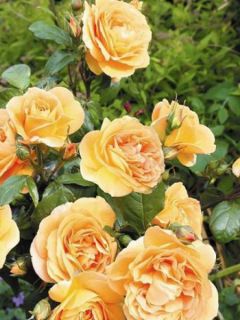 Rosier à fleurs groupées 'Bernstein-rose'®