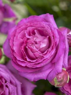 Rosier à fleurs groupées 'Claire Marshall '