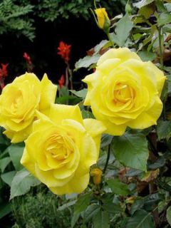 Rosier à fleurs groupées 'Friesia'