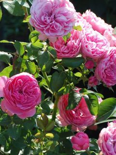 Rosier à fleurs groupées 'Leonard de Vinci'