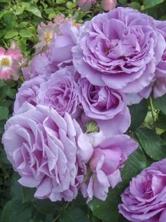 Rosier à fleurs groupées 'Love Song '