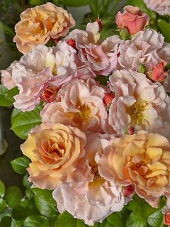 Rosier à fleurs groupées 'Martin des Senteurs '
