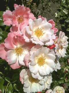 Rosier NECTAR GARDEN® Roseromantic®