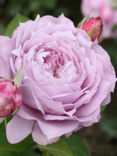 Rosier à fleurs groupées 'Novalis'®