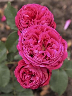 Rosier à fleurs groupées PARFUMA® Baronne Caroline®