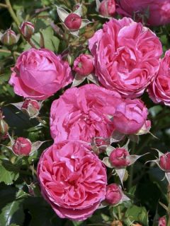 Rosier PATIO ROSE® Moin Moin®