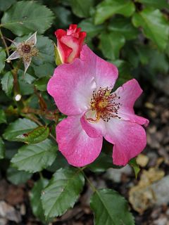 Rosier à massif 'Dolomiti' Rosier à massif 'Dolomiti'