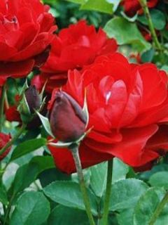 Rosier Lilli Marleen ® - Rosa (x) floribunda