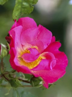 Rosier NECTAR GARDEN® Chabadabada