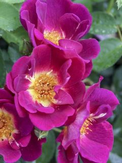 Rosier NECTAR GARDEN® Naturen