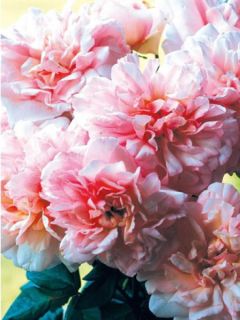 Rosier à massif 'Pink Gruss an Aachen'