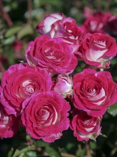 Rosier LILLIPUTS® Anne Roumanoff