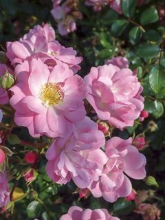 Rosier couvre-sol Satina en pot 2L Rosier couvre-sol Satina en pot 2L