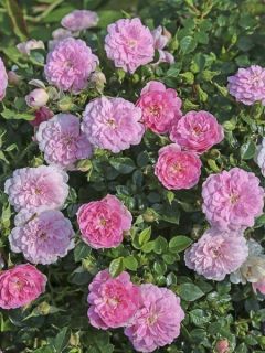 Rosier SANS CONTRAINTES® Sweet Knirps Rosier SANS CONTRAINTES® Sweet Knirps