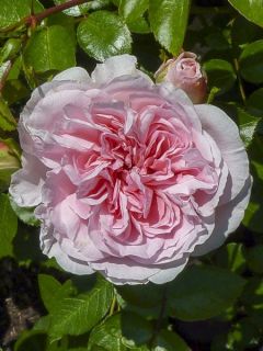 Rosier à massif 'The Faun'