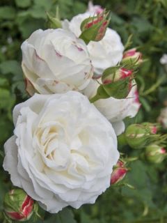Rosier ancien Bourbon 'Boule de Neige'