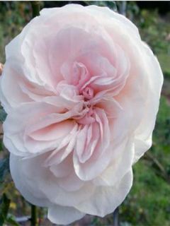 Rosier ancien Bourbon 'Souvenir de la Malmaison'