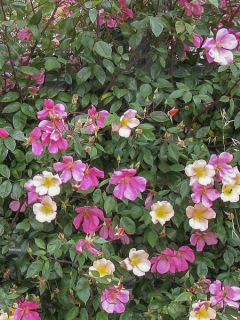 Rosier ancien de Chine 'Mutabilis'