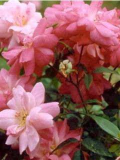 Rosier ancien de Chine 'Old Blush'