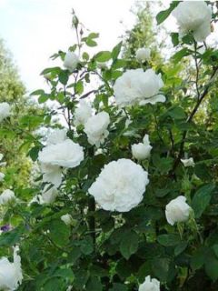 Rosier ancien de Damas 'Mme Hardy'