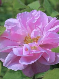 Rosier ancien de Damas 'Trigintipetala Kazanlik'