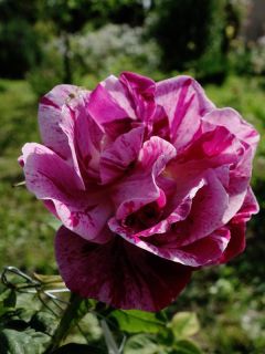 Rosier ancien hybride remontant 'Ferdinand Pichard'