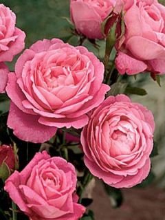 Rosier ancien hybride remontant 'Mrs John Laing'