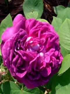 Rosier ancien hybride remontant 'Reine des Violettes'