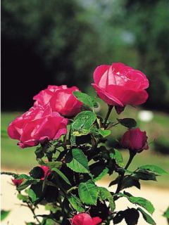 Rosier ancien hybride remontant 'Ulrich Brunner'