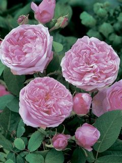Rosier ancien Portland 'Comte de Chambord'