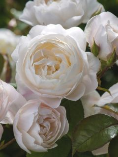 Rosier anglais 'Desdemona'