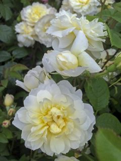 Rosier anglais 'Imogen'
