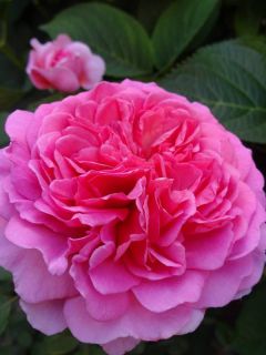 Rosier anglais 'Princess Alexandra of Kent'®