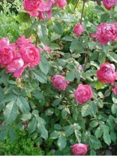 Rosier anglais 'Sir John Betjeman'