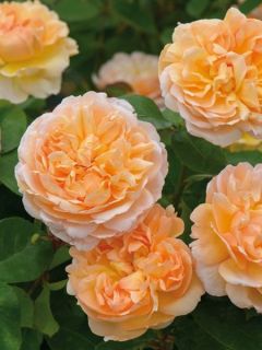 Rosier David Austin The Lady Gardener® - Ausbrass