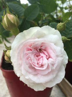 Rosier arbuste 'Cuisse de Nymphe' Rosier arbuste 'Cuisse de Nymphe'