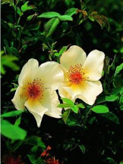 Rosier arbuste 'Golden Wings'