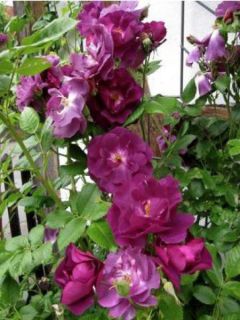 Rosier Rhapsody In Blue® en racines nues Rosier Rhapsody In Blue® en racines nues