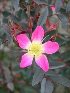 Rosier botanique glauca