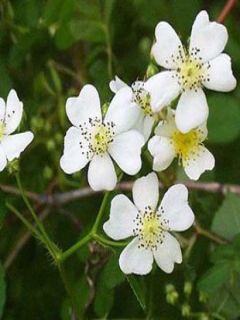 Rosier botanique multiflora