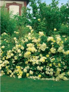 Rosier Decorosier Celina