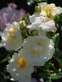 Rosier rigo Diamant Rosier rigo Diamant