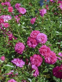 Rosier couvre-sol 'Knirps' Rosier couvre-sol 'Knirps'